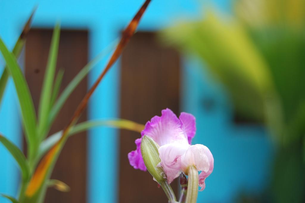 La Choza Guesthouse Santo Domingo Exterior photo